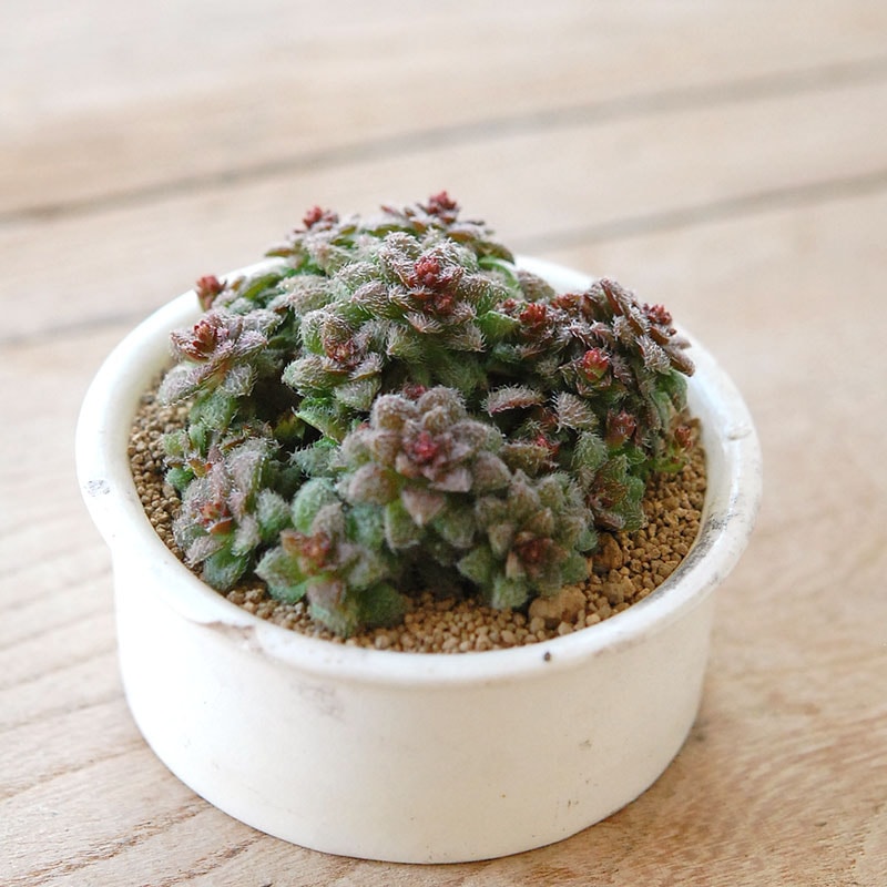Crassula トランスバール x antique pot