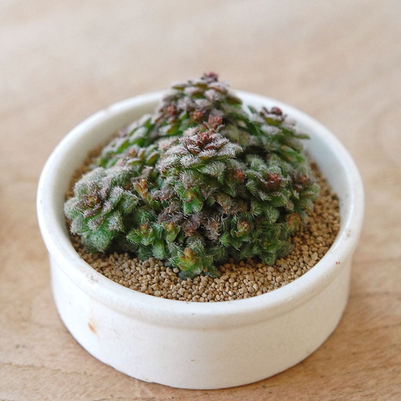 Crassula トランスバール x antique pot