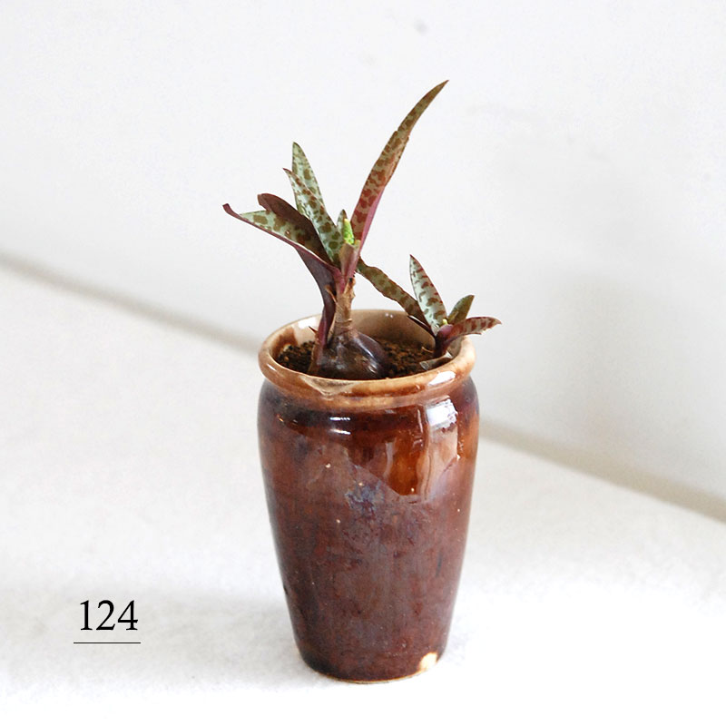 Ledebouria ビオラセア x antique インクボトル | 多肉植物の