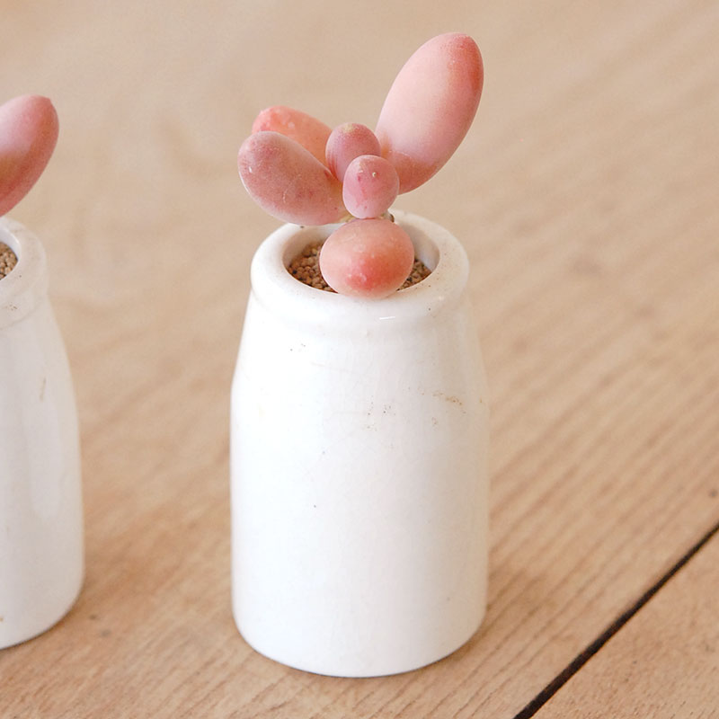 Pachyveria オビリデ x antique pot