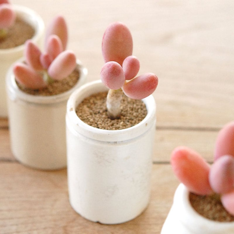 Pachyveria オビリデ x antique pot