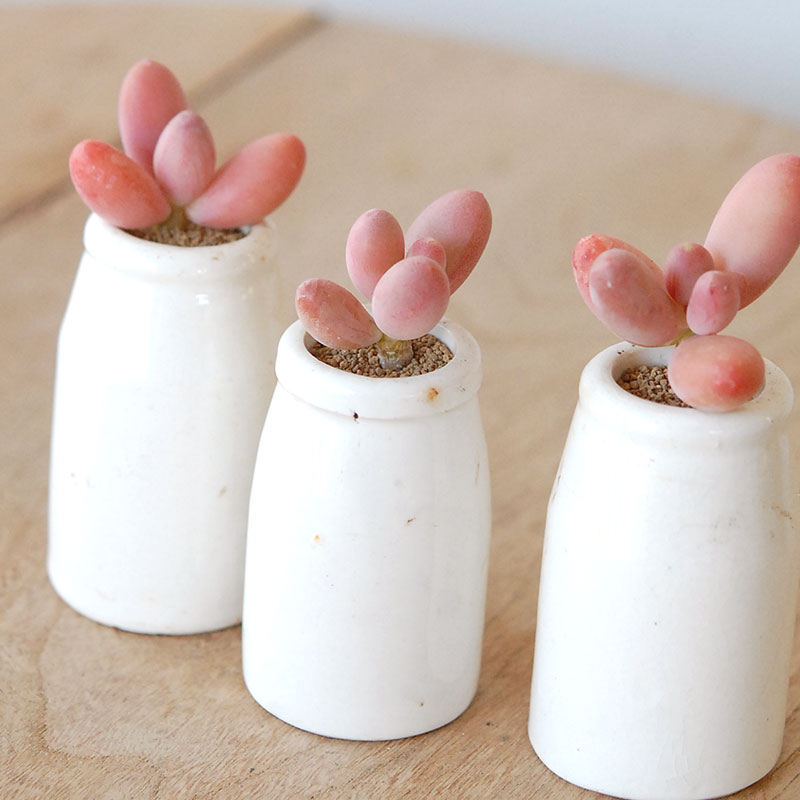 Pachyveria オビリデ x antique pot