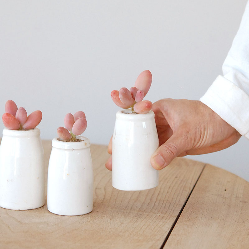 Pachyveria オビリデ x antique pot