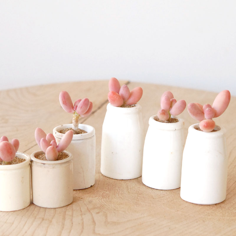 Pachyveria オビリデ x antique pot