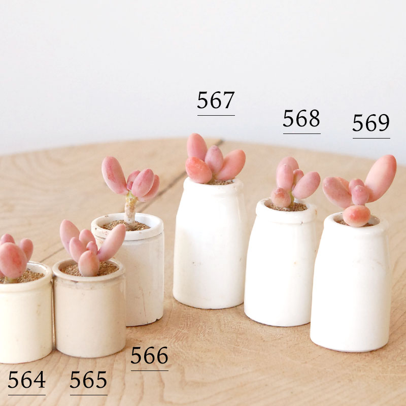 Pachyveria オビリデ x antique pot