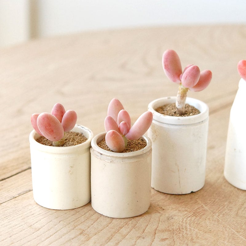 Pachyveria オビリデ x antique pot