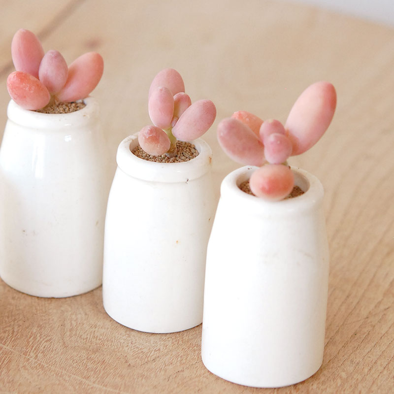 Pachyveria オビリデ x antique pot