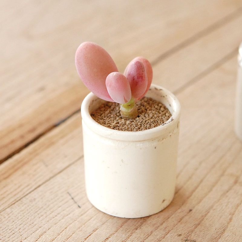 Pachyveria オビリデ x antique pot