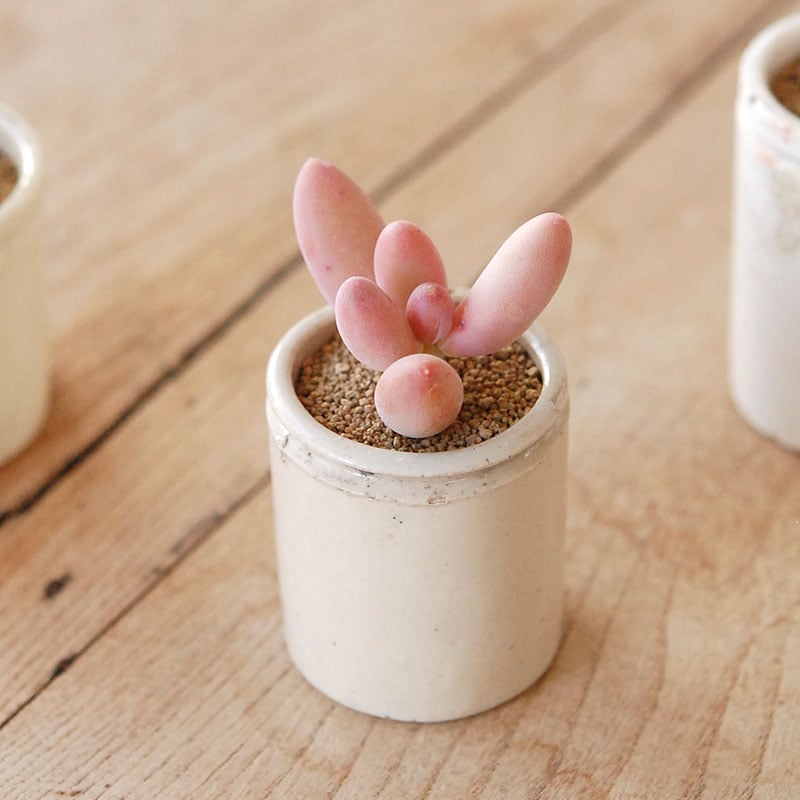 Pachyveria オビリデ x antique pot