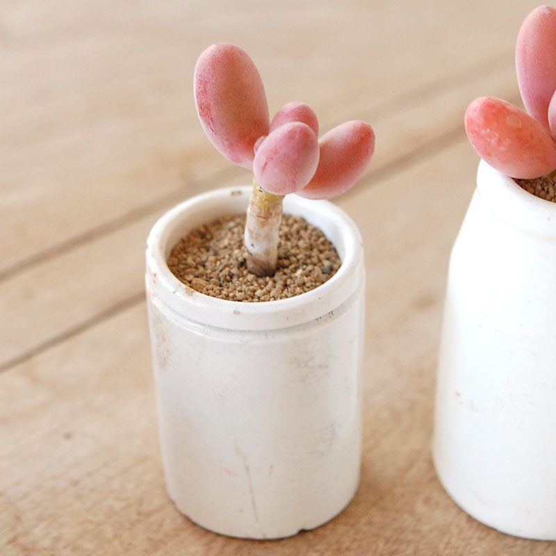 Pachyveria オビリデ x antique pot