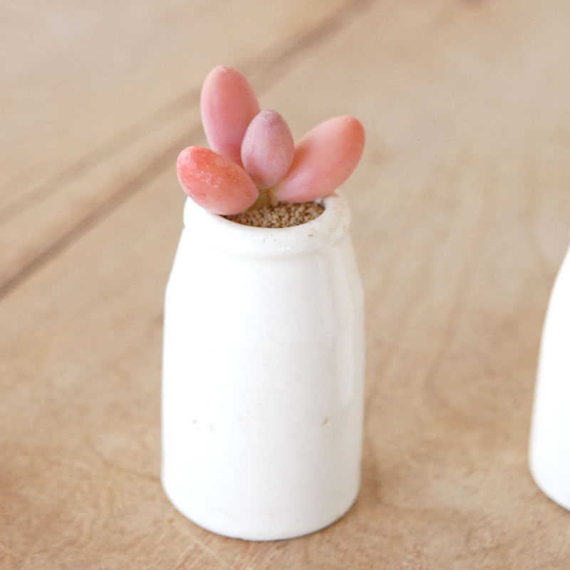 Pachyveria オビリデ x antique pot