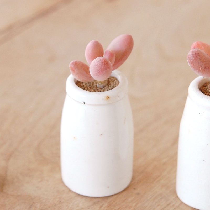 Pachyveria オビリデ x antique pot