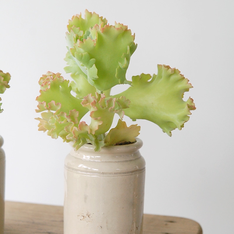 Kalanchoe カーニバル x antique pot