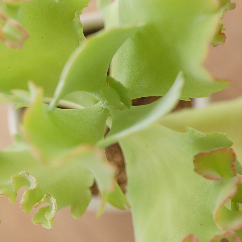 Kalanchoe カーニバル x antique pot