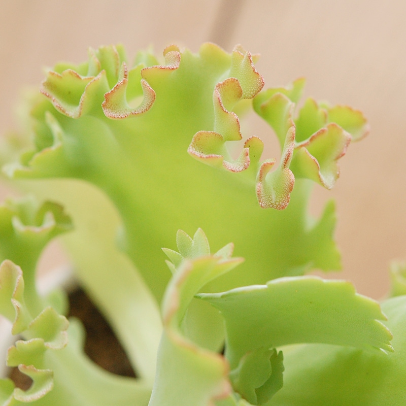 Kalanchoe カーニバル x antique pot