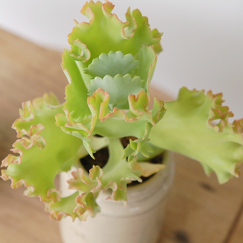 Kalanchoe カーニバル x antique pot