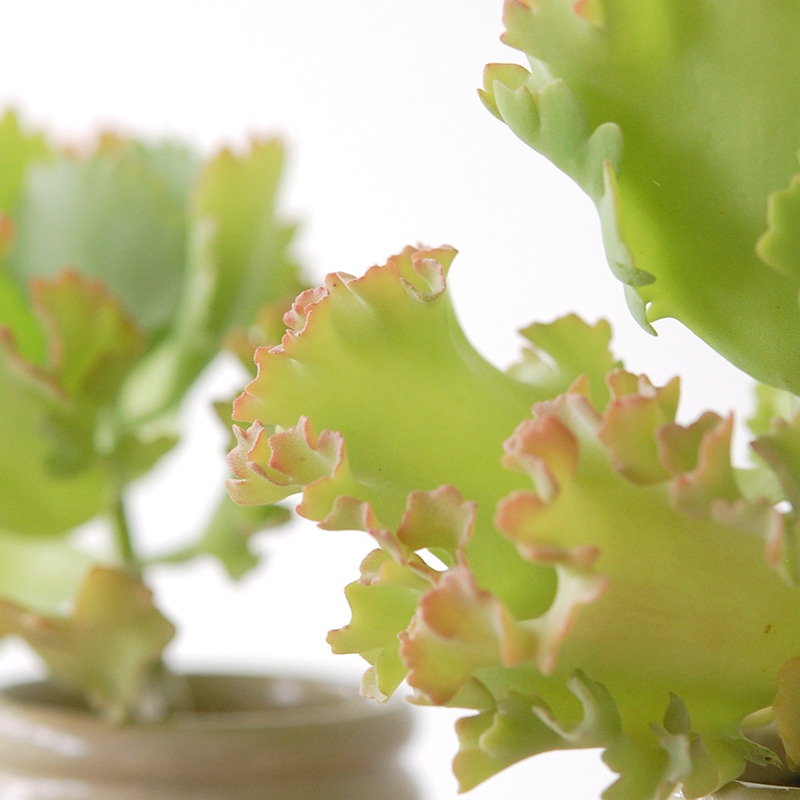 Kalanchoe カーニバル x antique pot