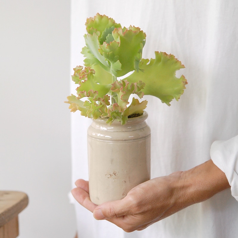 Kalanchoe カーニバル x antique pot