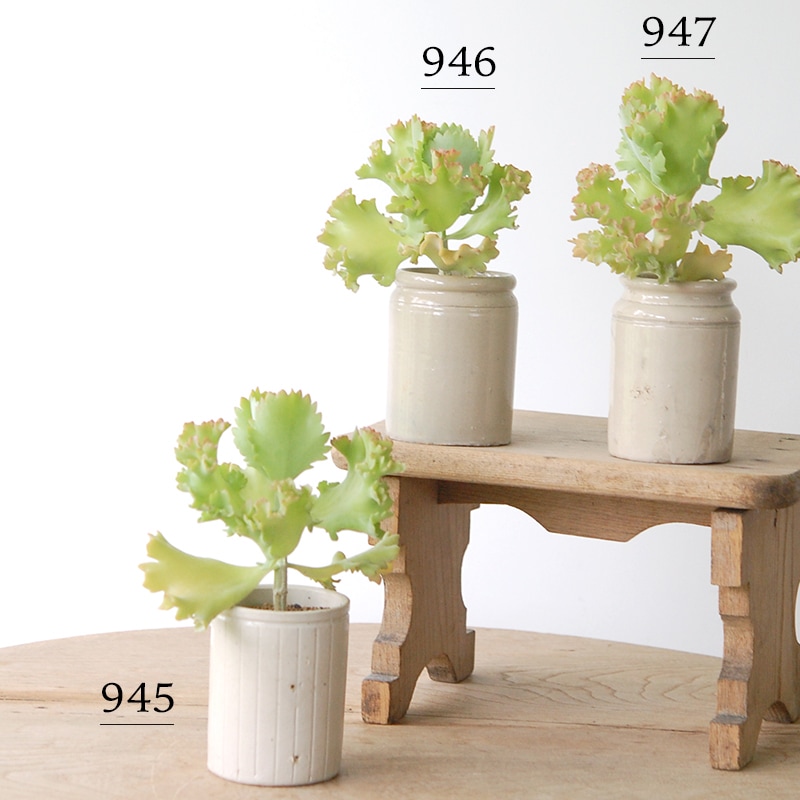 Kalanchoe カーニバル x antique pot