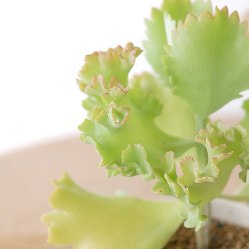 Kalanchoe カーニバル x antique pot