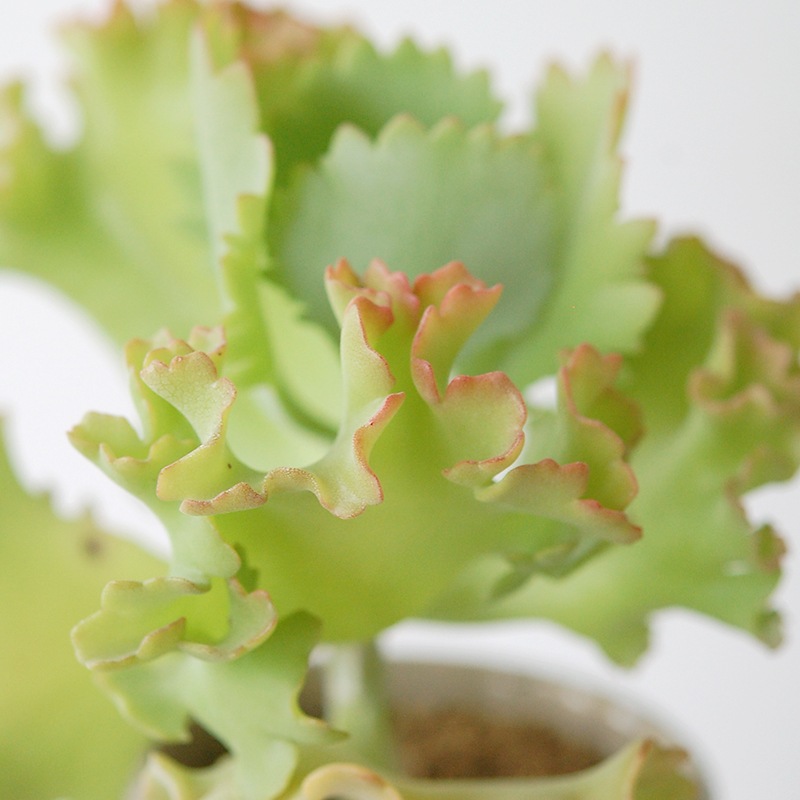 Kalanchoe カーニバル x antique pot