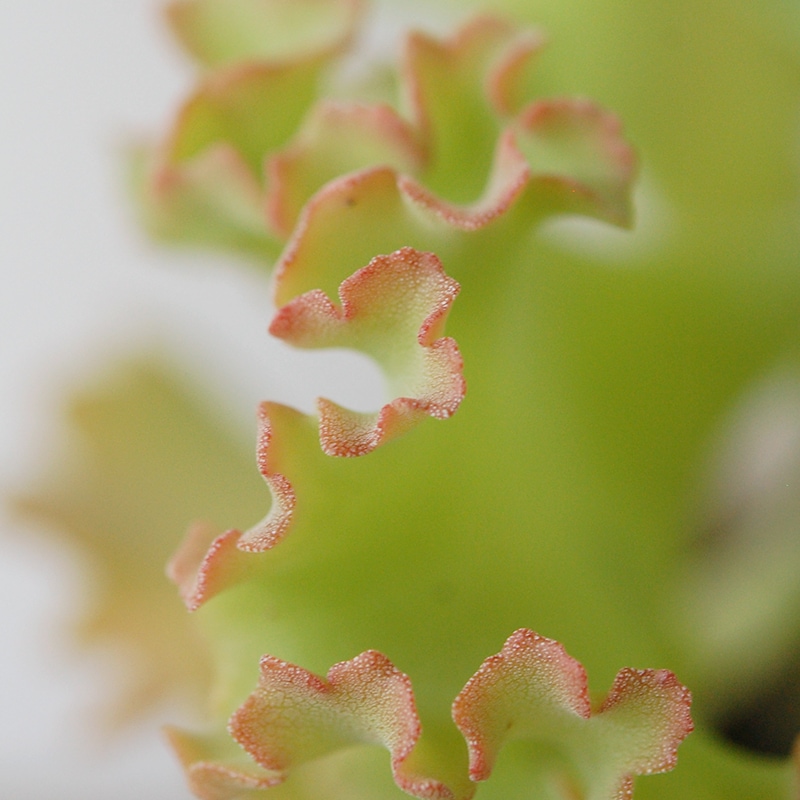 Kalanchoe カーニバル x antique pot