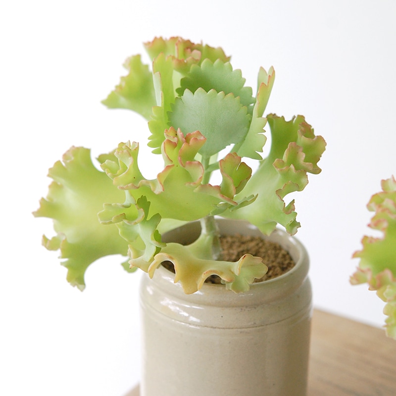 Kalanchoe カーニバル x antique pot