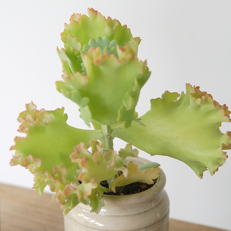 Kalanchoe カーニバル x antique pot