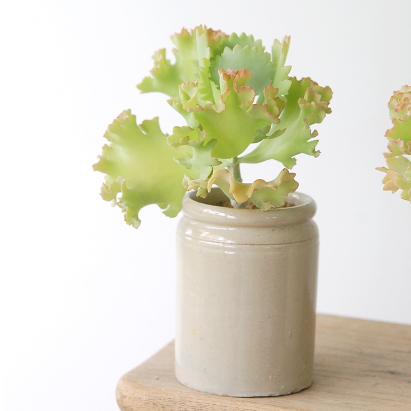 Kalanchoe カーニバル x antique pot