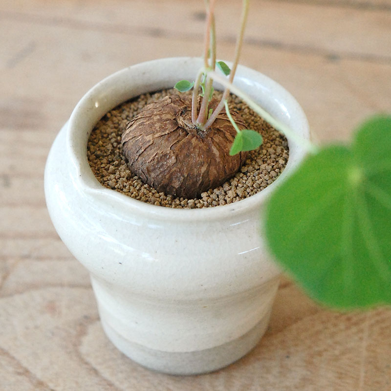 Stephania エレクタ x pot