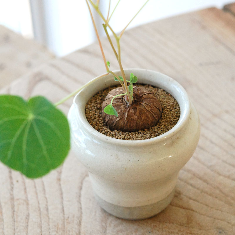 Stephania エレクタ x pot