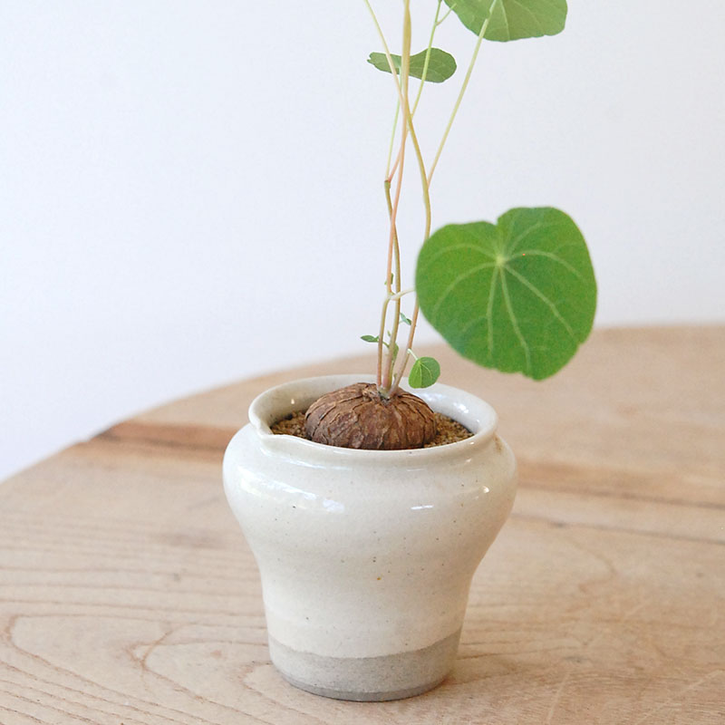 Stephania エレクタ x pot