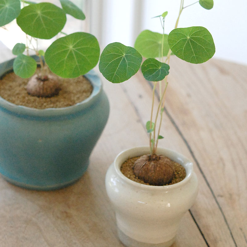 Stephania エレクタ x pot