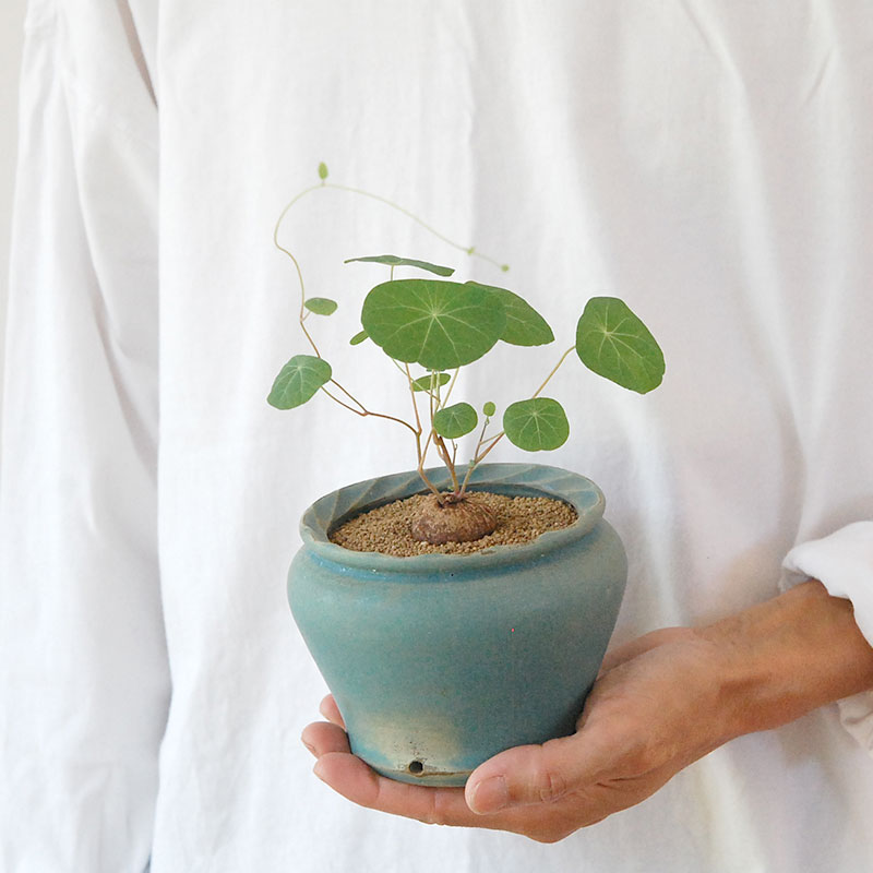 Stephania エレクタ x pot