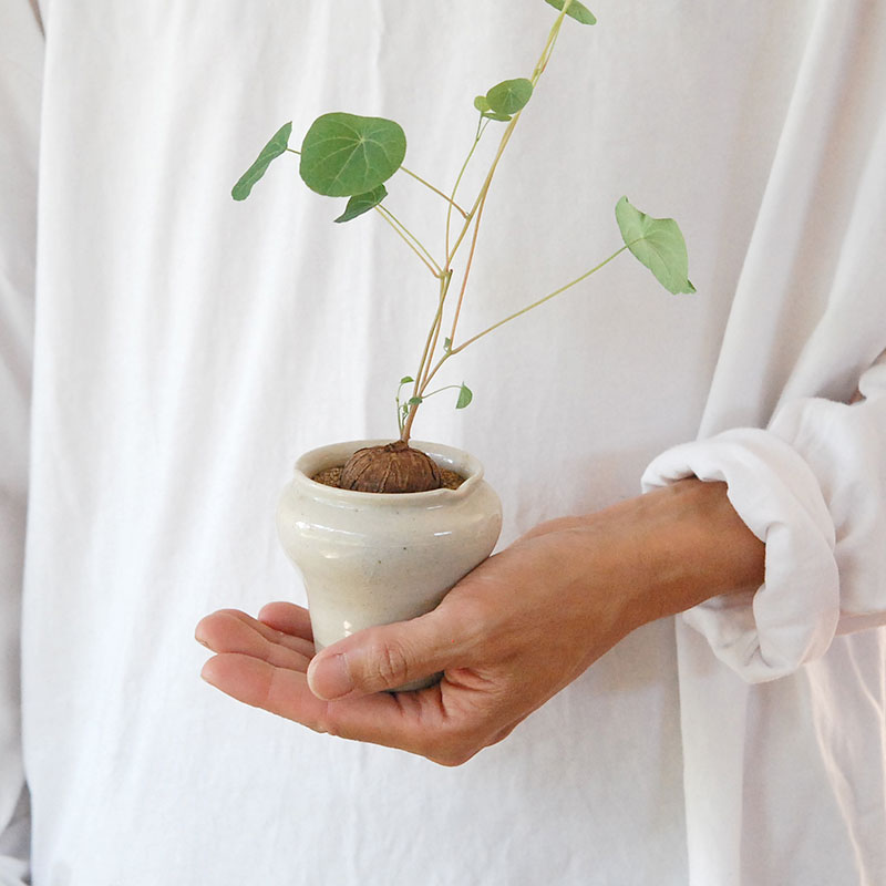 Stephania エレクタ x pot