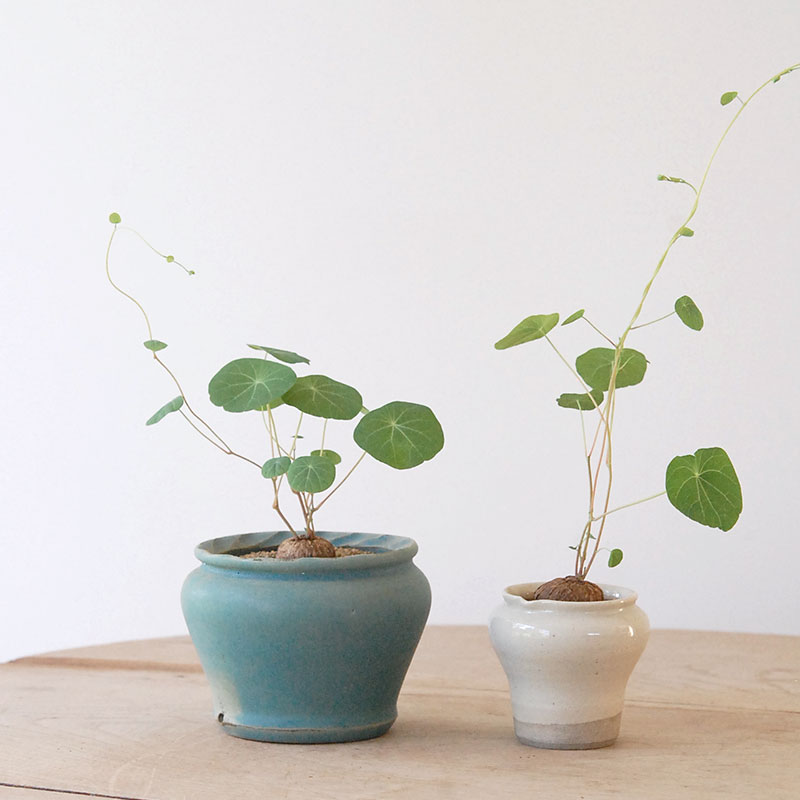 Stephania エレクタ x pot