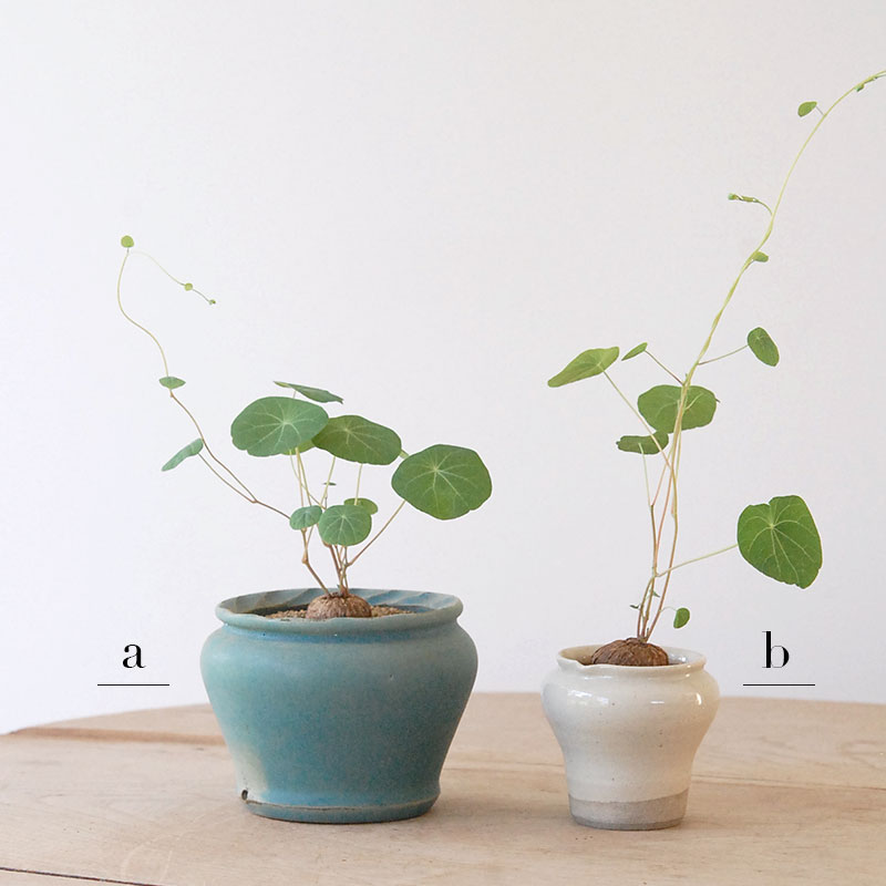 Stephania エレクタ x pot