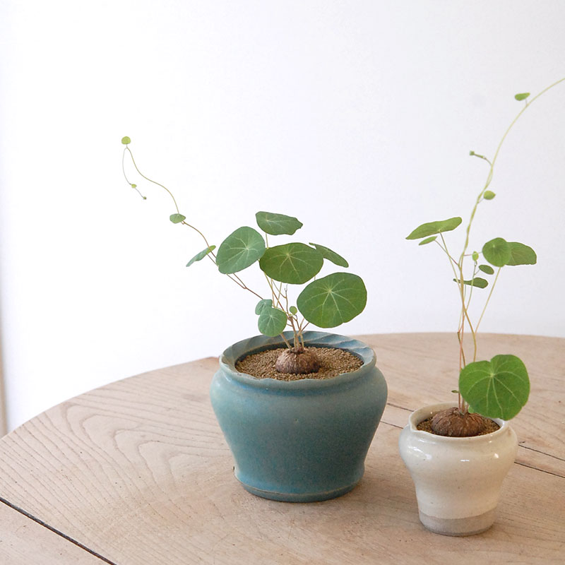 Stephania エレクタ x pot