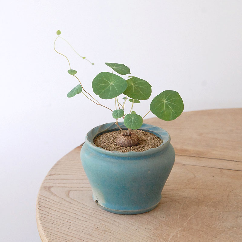 Stephania エレクタ x pot