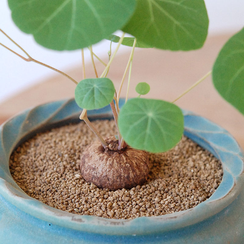 Stephania エレクタ x pot