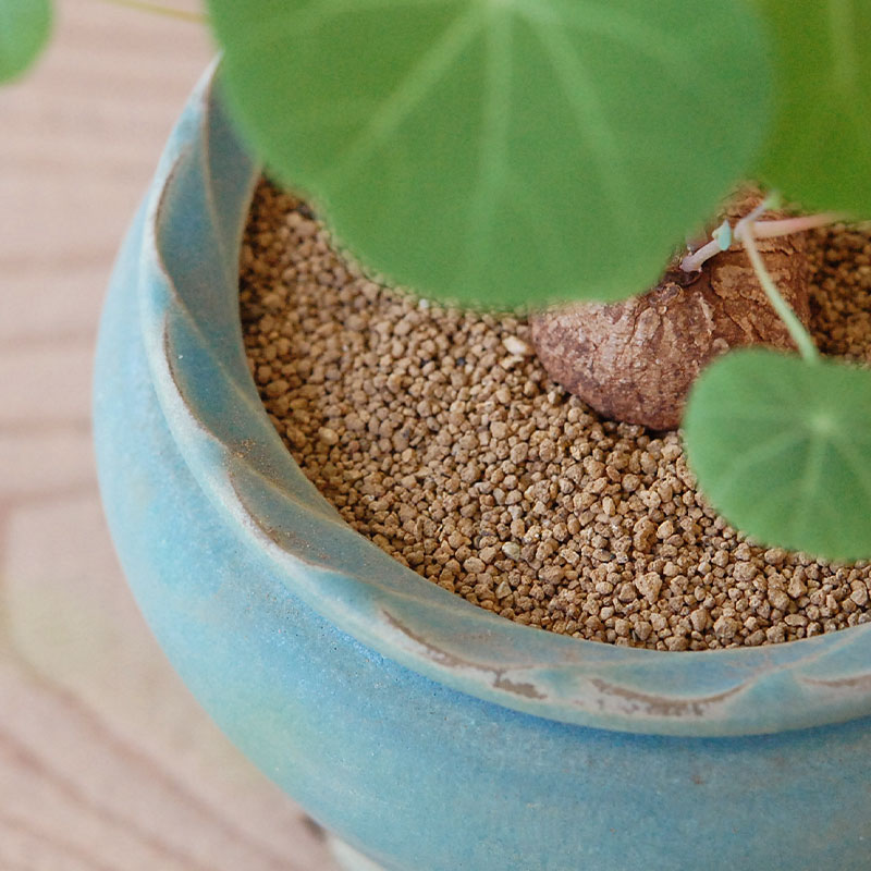 Stephania エレクタ x pot