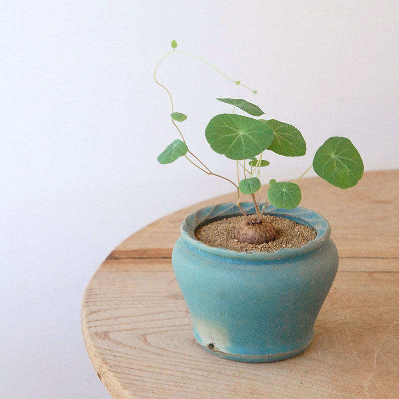 Stephania エレクタ x pot