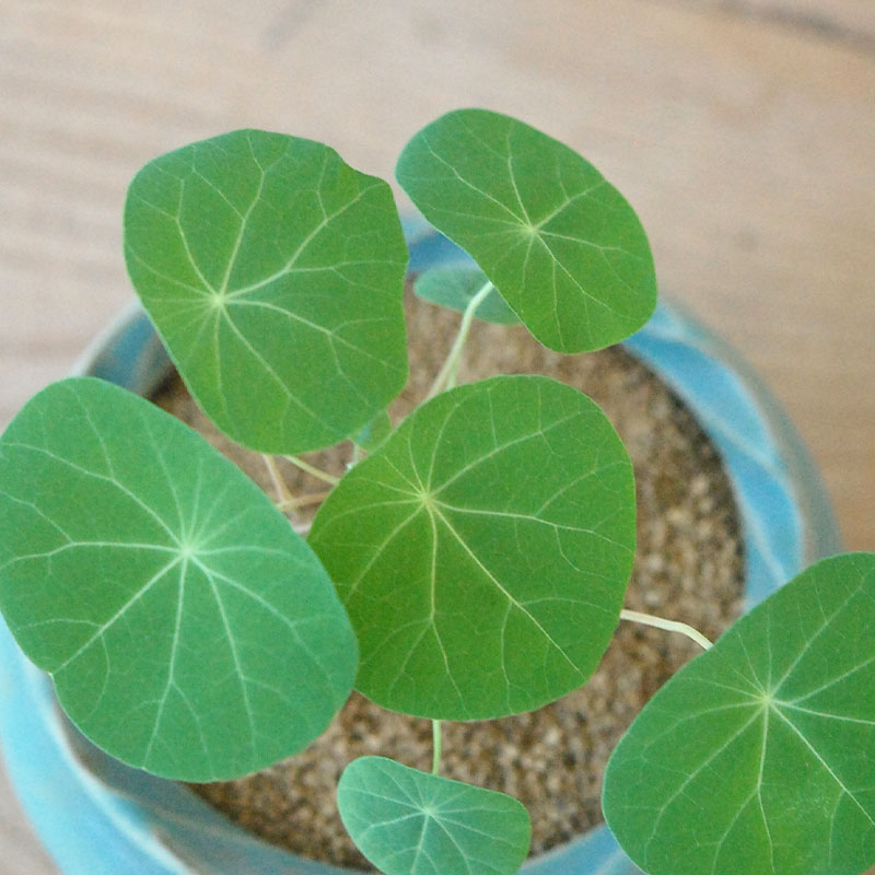 Stephania エレクタ x pot