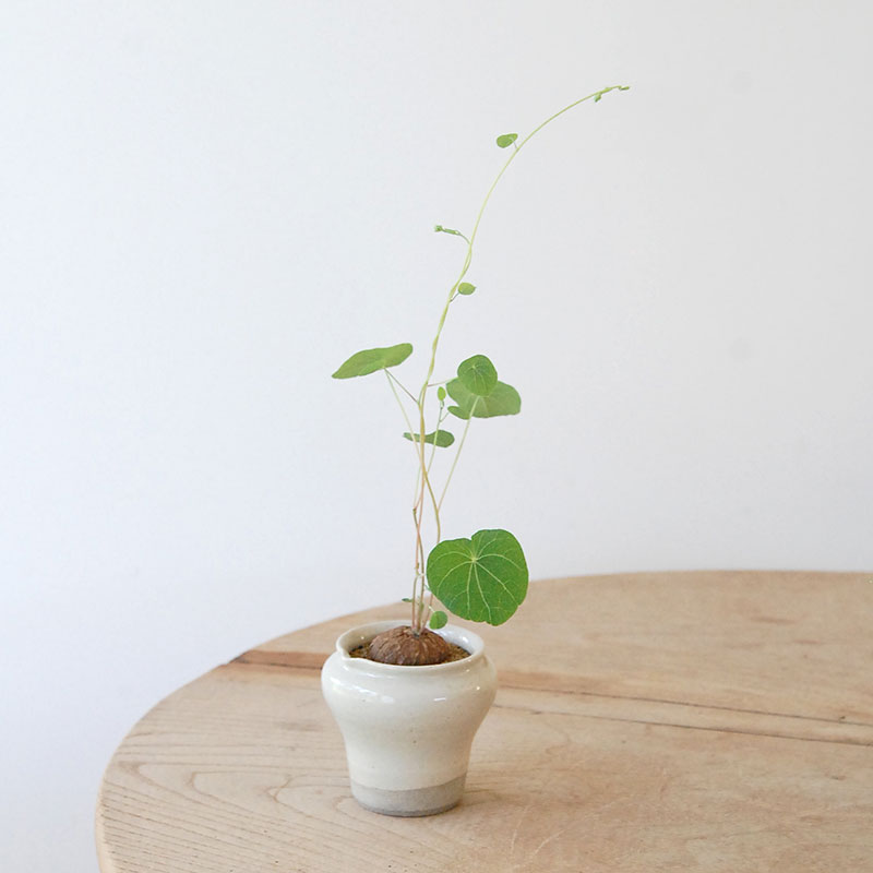 Stephania エレクタ x pot