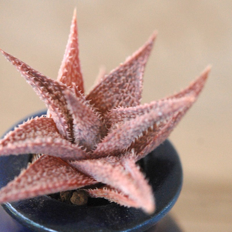 succulent x bule antique イギリスジャー