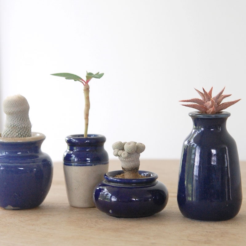 succulent x bule antique イギリスジャー