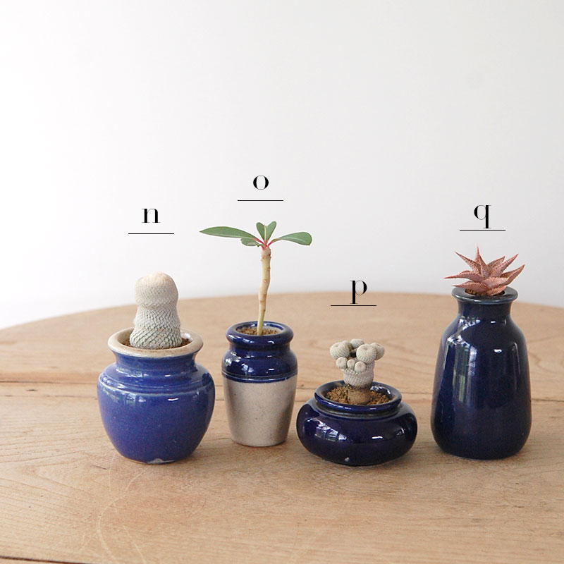 succulent x bule antique イギリスジャー