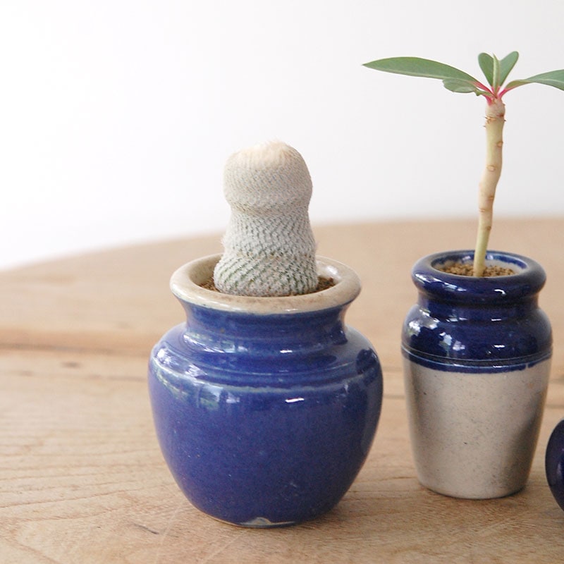 succulent x bule antique イギリスジャー