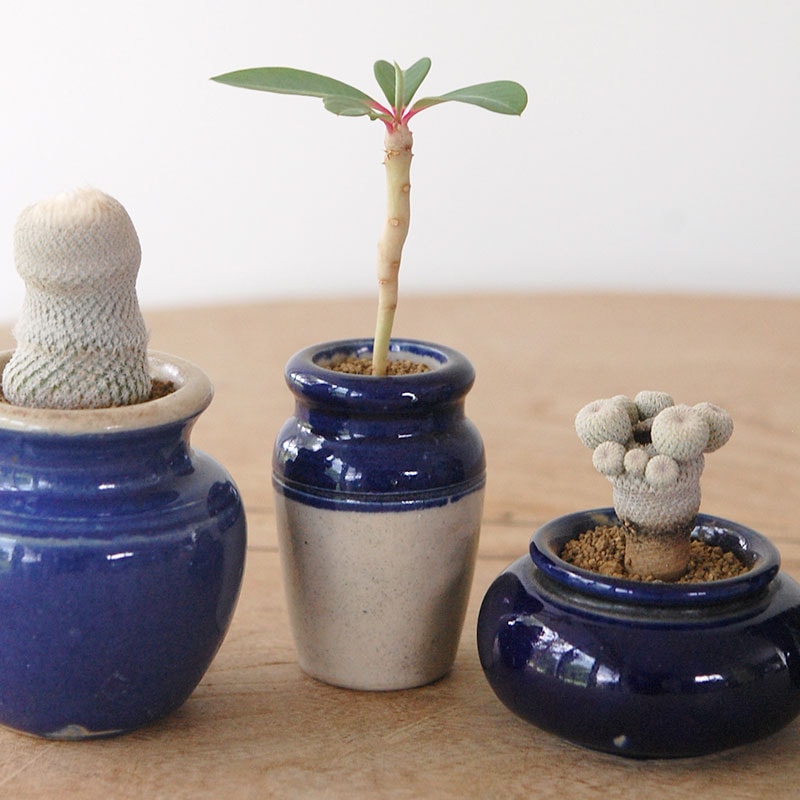 succulent x bule antique イギリスジャー