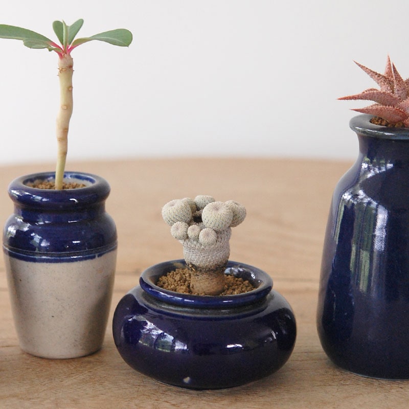 succulent x bule antique イギリスジャー
